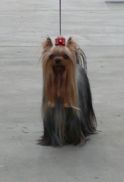 CH. Gabriella du galop du globe