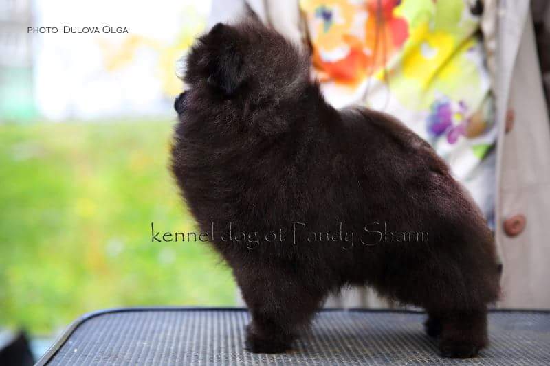 Intuition ot pandy sharm
